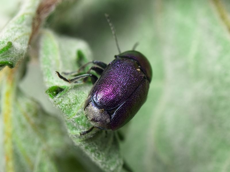 Cryptocephalus (Cryptocephalus) sericeus (Linnaeus, 1758)